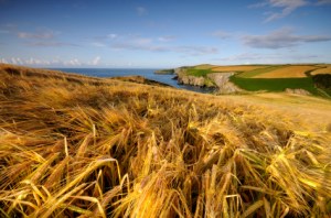 Irish grain field Registry of Friendly Societies regulates Agri & other co-operatives